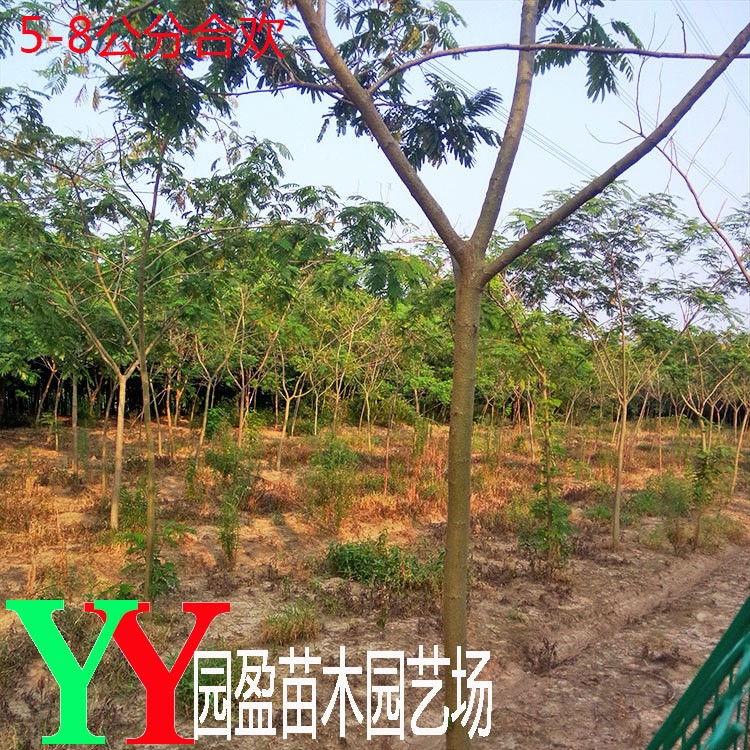 園林綠化工程苗木合歡樹苗落葉喬木行道樹合歡樹3公分-20公分合歡