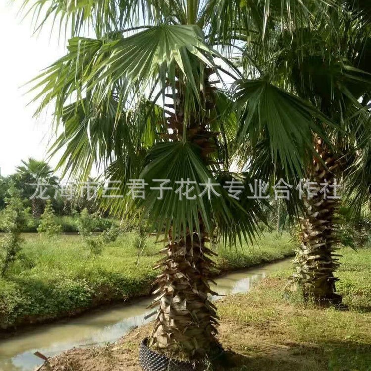 基地精品华盛顿棕榈 老人葵风景树 老人葵价格