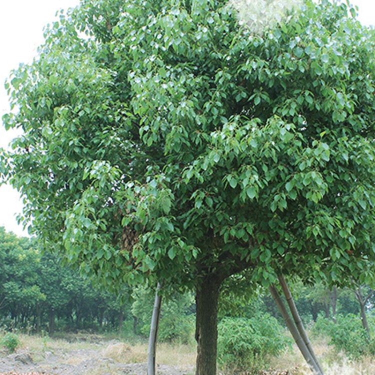 廠家直銷 品質綠化喬木花卉苗木 園林庭院綠化苗木香樟樹