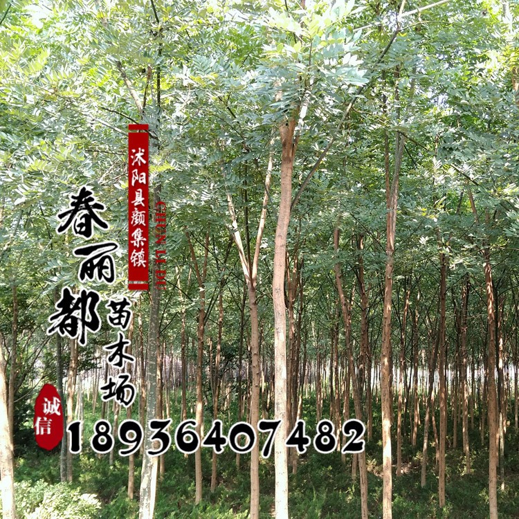 基地國(guó)槐樹苗價(jià)格 綠化工程 規(guī)格國(guó)槐樹苗銷售 行道樹