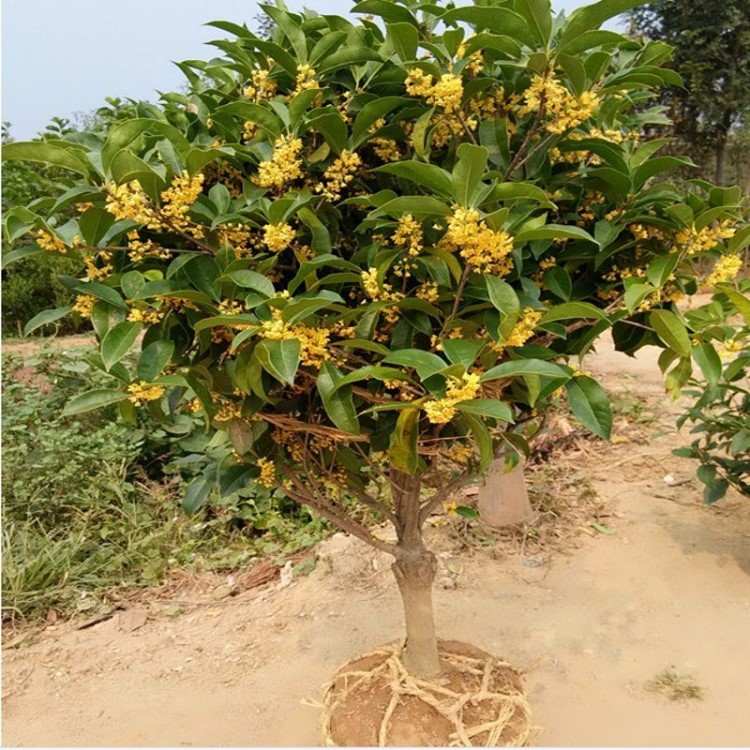 批發(fā)四季長(zhǎng)青樹種八月金桂紅花丹桂樹苗 桂花苗基地 金秋八月開(kāi)花