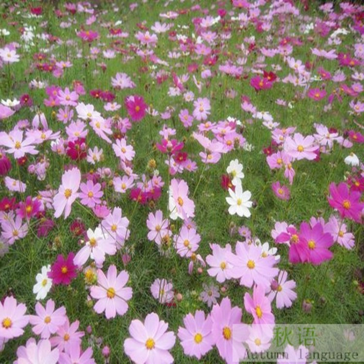 四季播種波斯菊種子 混色格桑花種子 陽臺庭院綠植盆栽花卉菊花