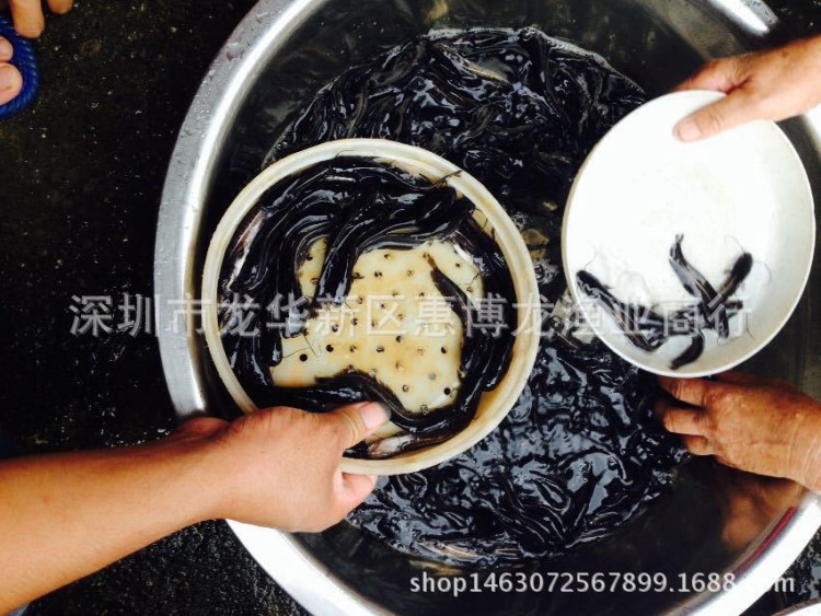南方大口鯰魚苗 雜交鯰魚苗 鯰魚苗