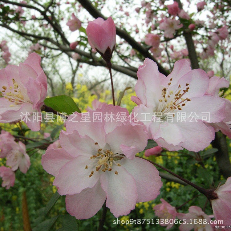 庭院嫁接風景樹垂絲海棠樹苗批發(fā) 裝飾盆景垂絲海棠花苗