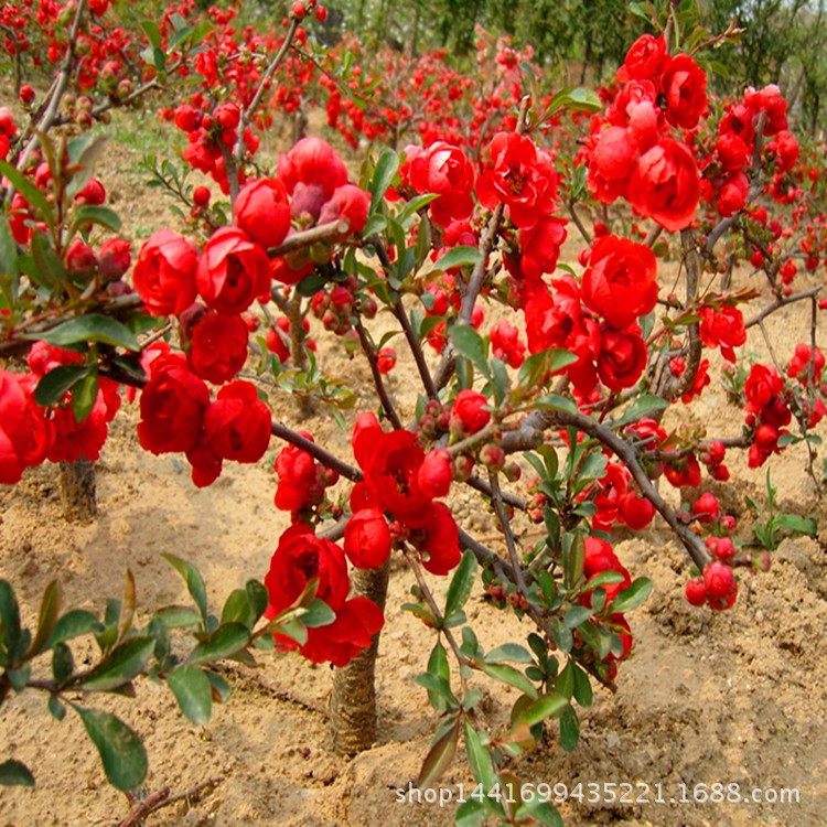 基地直銷(xiāo)日本海棠 海棠花 紅花海棠花 貼梗海棠 海棠樹(shù)盆栽批發(fā)