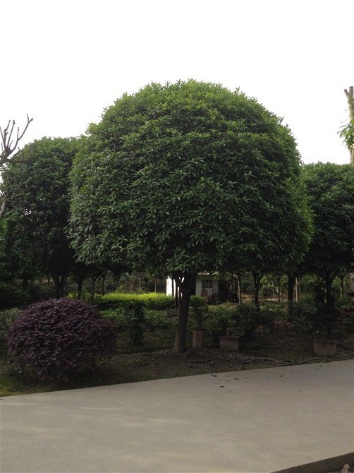 批發(fā)苗圃種植綠化苗木四川成都桂花樹，金桂樹，丹桂樹，四季桂樹