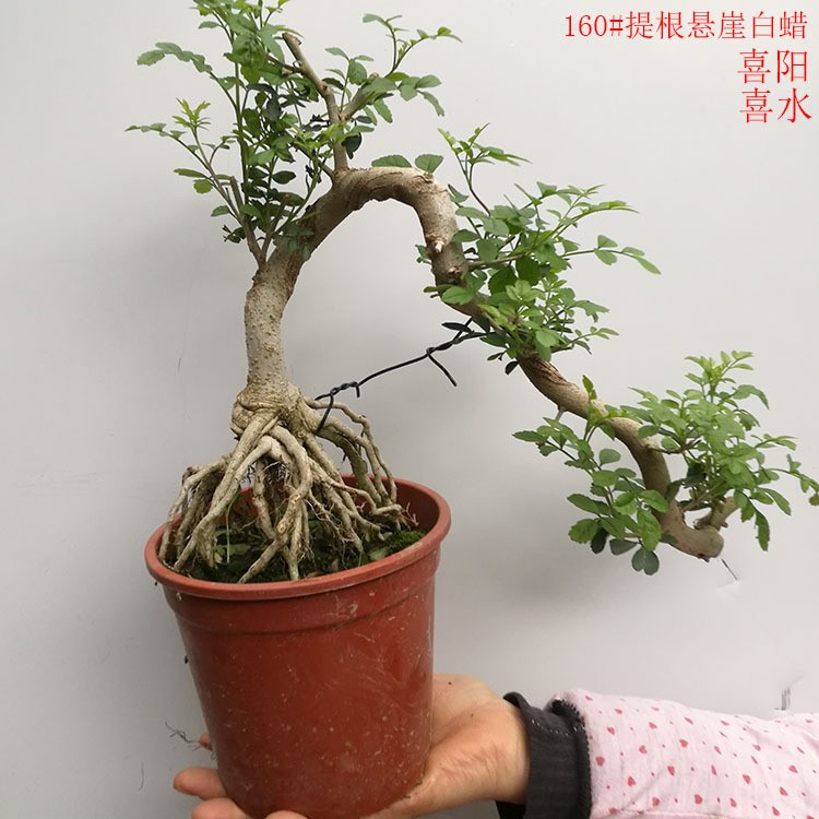 【基地直供】批发对接白蜡盆景绿化景观树 对节白蜡盆栽 对节白蜡