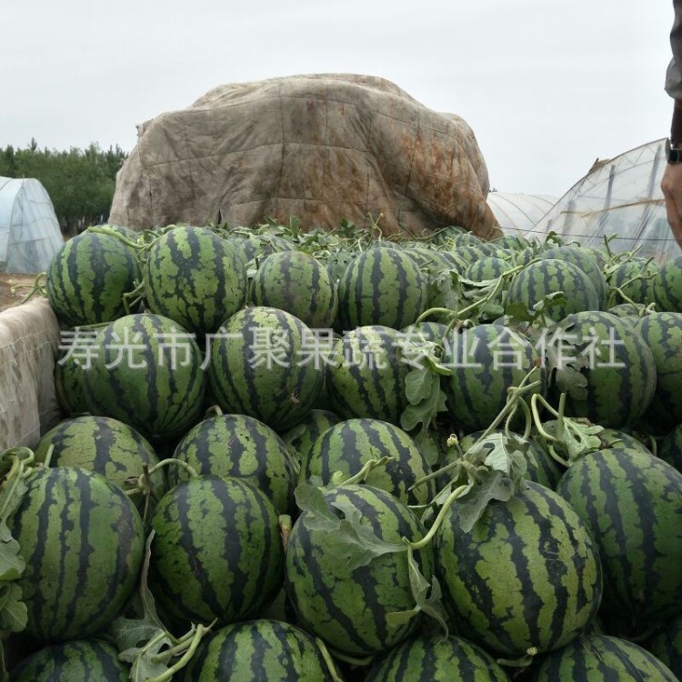 山東西瓜基地 西瓜批發(fā)價(jià)格沙甜西瓜 批發(fā) 新鮮西瓜供應(yīng)