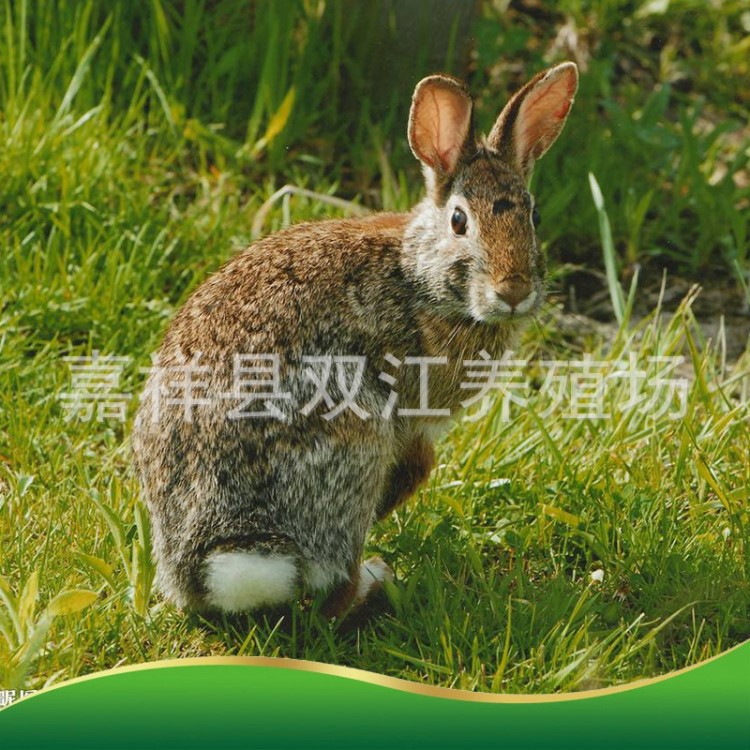 養兔場出售兔子獺兔 新西蘭兔 獺兔幼兔 比利時野兔活體