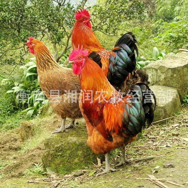 廠家直銷【青腳麻雞苗】青腳麻母雞苗青腳雞苗快大型麻雞苗母雞苗