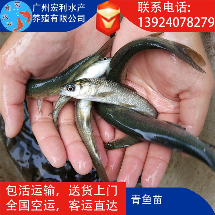 【漁場(chǎng)特銷】青魚苗 螺絲魚苗 黑鯇魚苗 螺螄魚苗 黑草魚苗 烏鯇