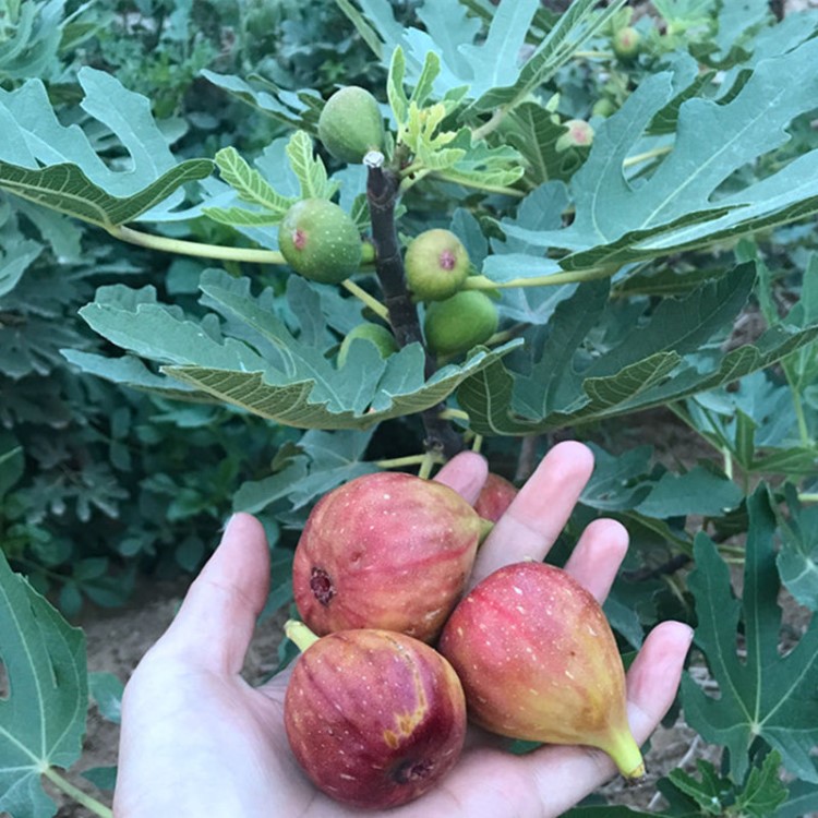 无花果树苗批发盆栽果树苗波姬红紫果金傲芬无花果树三年苗当年挂