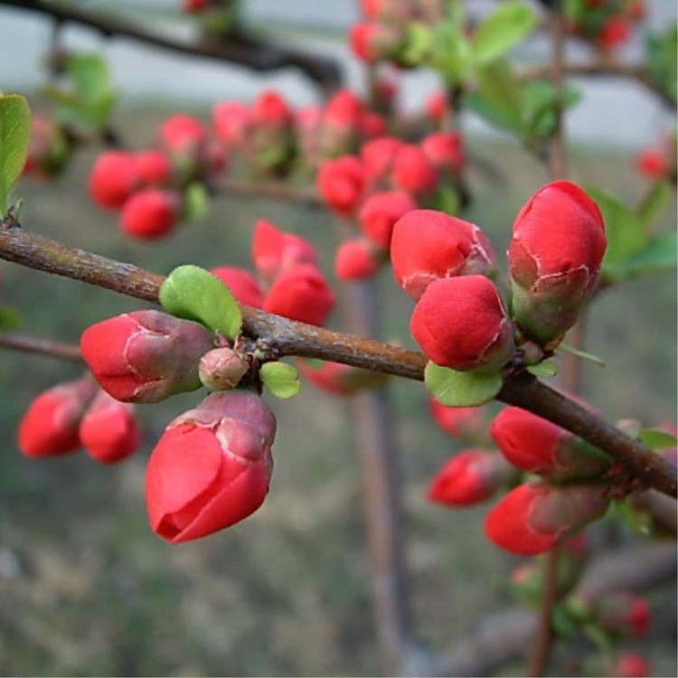 苗圃直供 秋冬季花卉 冬季開(kāi)花 海棠花苗 日本海棠 西府海棠