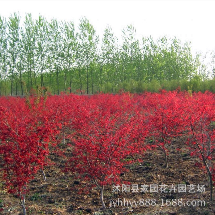 日本紅楓苗批發(fā) 園林綠化苗木 紅楓嫁接樹(shù)苗 紅楓小苗 基地直銷