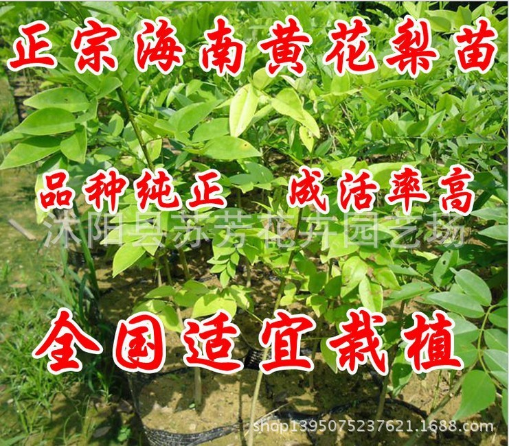 海南黃花梨樹苗 降香苗木 黃檀樹苗 檀香小苗 黃花梨小苗