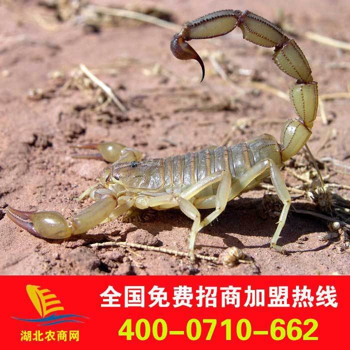 批發蝎子種 收山東養殖蝎子 蝎子養殖技術 提供技術 包回收