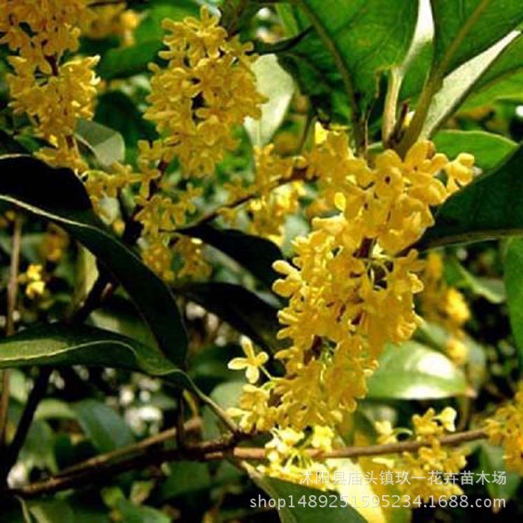 批發桂花樹 金桂四季桂小樹園林綠化庭院植物 桂花樹苗 規格全