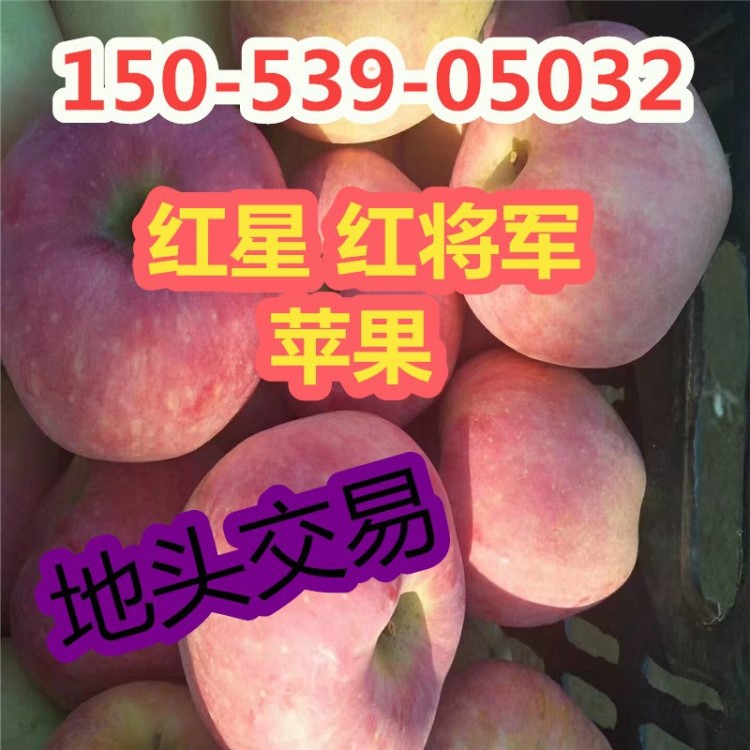 【新鮮水果】80#紅將軍蘋(píng)果價(jià)格_新紅將軍蘋(píng)果價(jià)格/批發(fā)報(bào)價(jià)