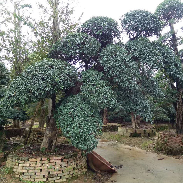 供应对节白蜡造型桩景 树形优美 绿化观赏树对节白蜡 价格实惠