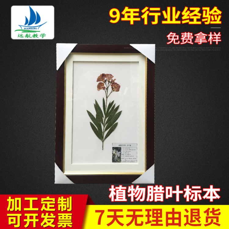 植物標(biāo)本 臘葉標(biāo)本 干制標(biāo)本 生產(chǎn)廠家 隨時(shí)歡迎您的來電咨詢