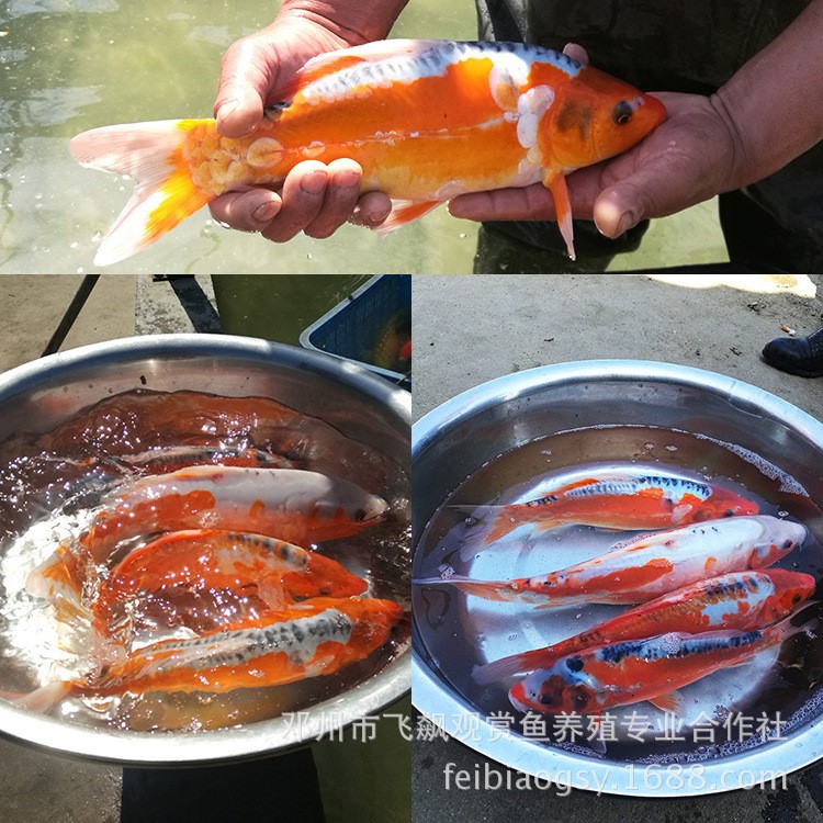 日本观赏鱼水族馆龙凤秋翠锦鲤活体鱼苗鲜活水花特种水产批发