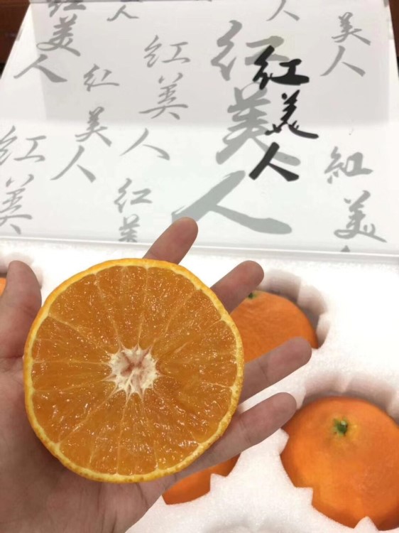 百信農(nóng)業(yè) 象山紅美人柑橘 紅美人種植基地 源頭農(nóng)莊 包甜包糯