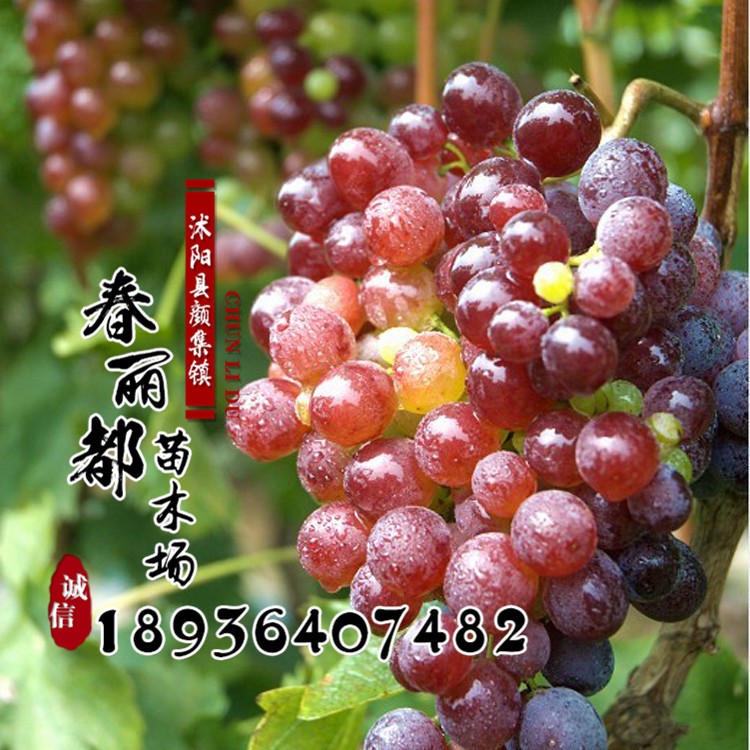 基地紅地球葡萄苗批發 果樹苗 葡萄苗 紅提葡萄 品種葡萄