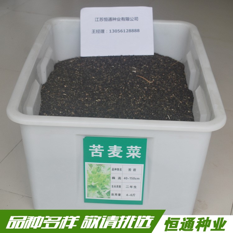 供應苦荬菜 牧草種zi 生長快 大量批發 適合喂養各種牲畜 工程