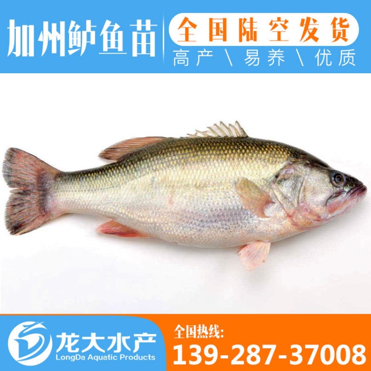 【2019現貨供應】3~5厘米 鱸魚苗 加州鱸魚苗 加州鱸水花 魚苗