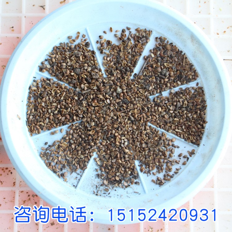 山丁子觀林木種子 山丁子種子 別名山定子 林荊子 量大優惠