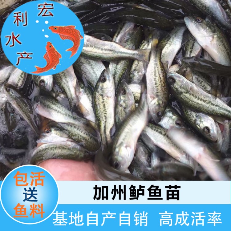 【2019鱸魚苗】淡水加州鱸魚苗 3-4厘米鱸魚 優(yōu)鱸1號大口黑鱸魚苗