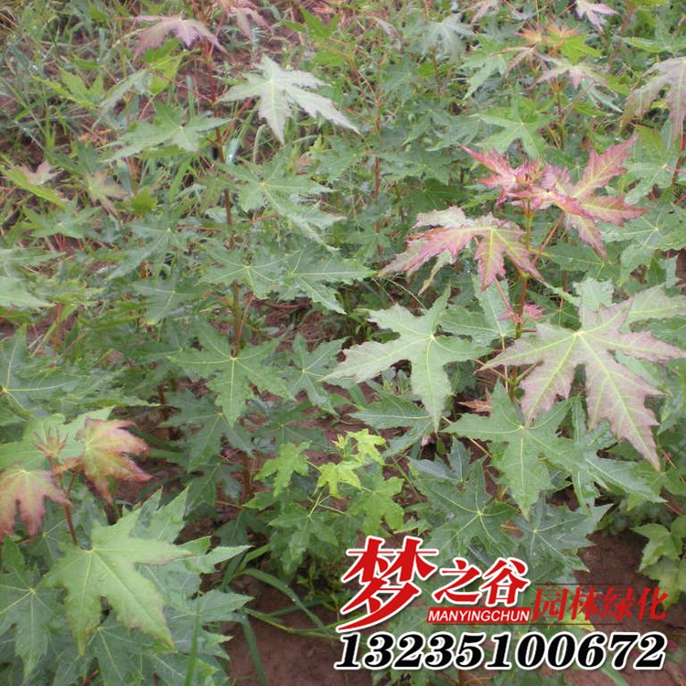 批發(fā)園林工程綠化苗木 五角楓樹苗 規(guī)格全 新品種 五角楓小苗