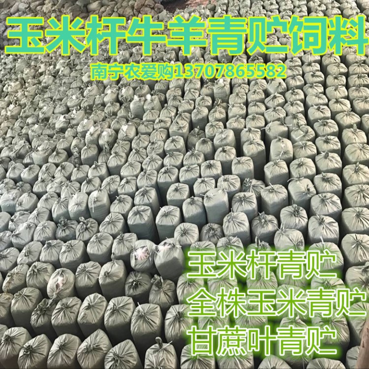 牛羊草料 玉米秸稈青貯 青貯羊飼料 甘蔗葉喂牛 肉牛育肥