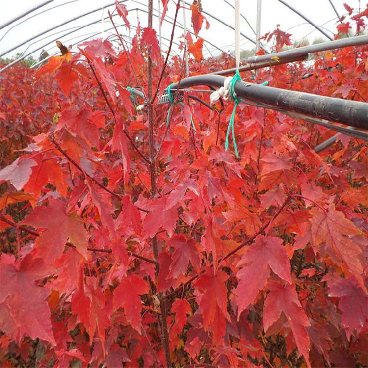 美國紅楓紅點紅楓　秋火焰低價銷售　量大質(zhì)優(yōu)　歡迎參觀紅楓