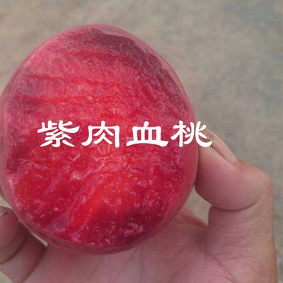 盆栽地栽果樹(shù)苗嫁接桃樹(shù)苗 紫肉血桃苗 紅肉血桃 好成活 結(jié)果大苗