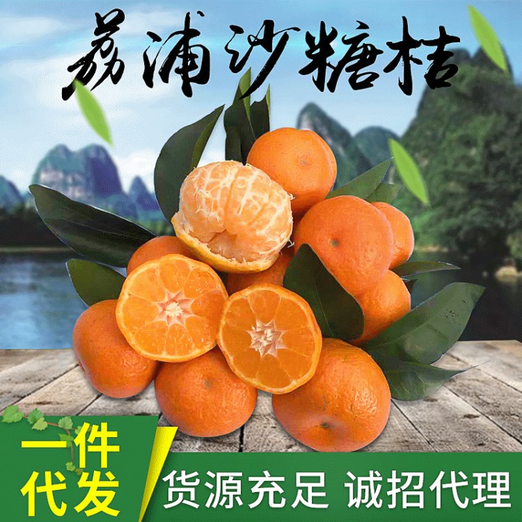 廣西特產(chǎn)砂糖橘橘子批發(fā) 新鮮現(xiàn)摘水果荔浦沙糖桔柑橘