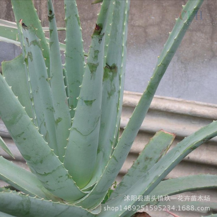 批發(fā)蘆薈 庫拉索蘆薈 蘆薈盆栽食用美容 蘆薈 量大優(yōu)惠