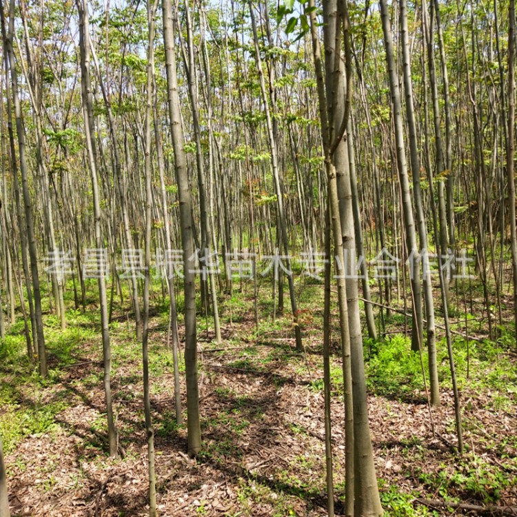 批发湖北栾树苗，河南栾树 占地树批发 生长快 维护成本低