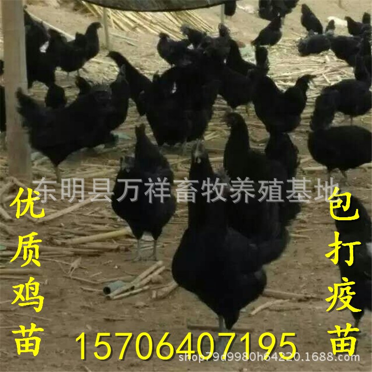 華綠黑雞苗 湖南綠殼蛋雞苗 小烏雞脫溫孵化養(yǎng)殖場(chǎng) 大紅公雞苗