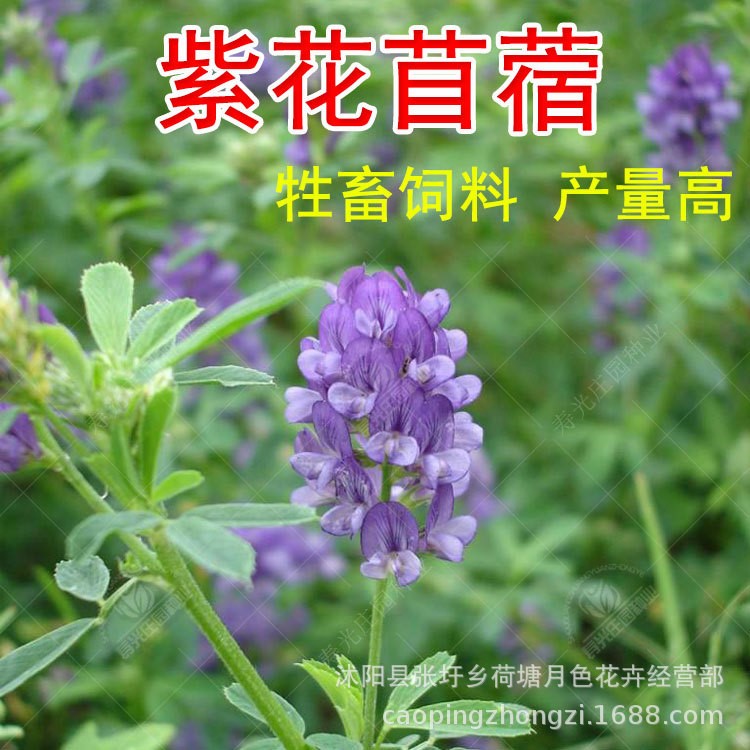 紫花苜蓿種子 多年生四季南北方牧草坪籽芽苗菜綠化蜜源綠肥包郵