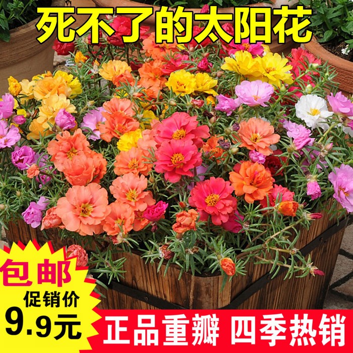 花卉種子 重瓣太陽花種子 松葉牡丹 死不了 半支蓮種子 草花