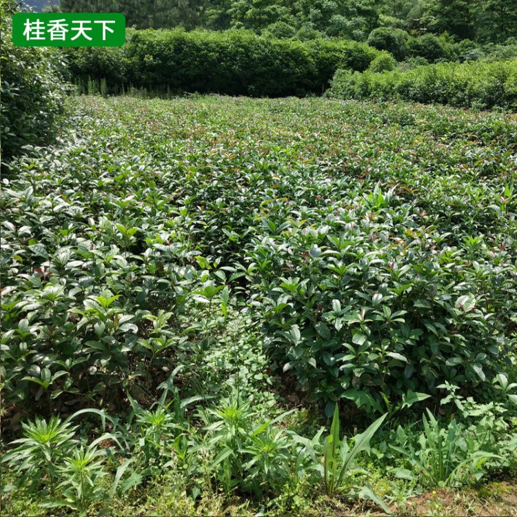 基地批發(fā)桂花小苗 四季桂樹苗 四季開花 花期長 叢生四季桂花樹苗