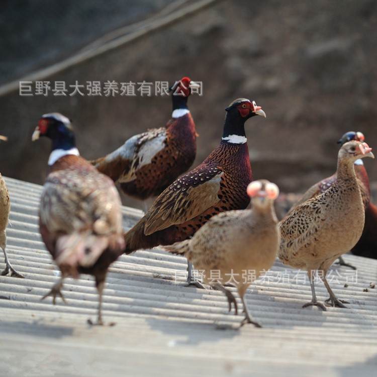 七彩山雞苗價格 七彩山雞苗批發(fā) 七彩山雞養(yǎng)殖基地 包運輸