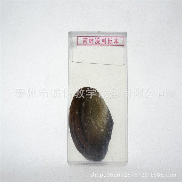 河蚌浸制標(biāo)本 J43051 小學(xué)科學(xué) 生物實(shí)驗(yàn)器材 中學(xué)教學(xué)儀器