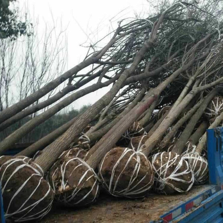 西安苗木基地優(yōu)惠處理絲棉木/桃葉衛(wèi)矛 工程苗木絲棉木