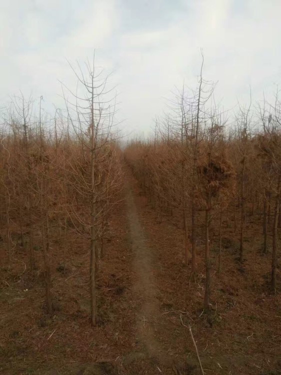 水杉树苗 池杉 落羽杉 中山杉 质优价廉 实地看苗