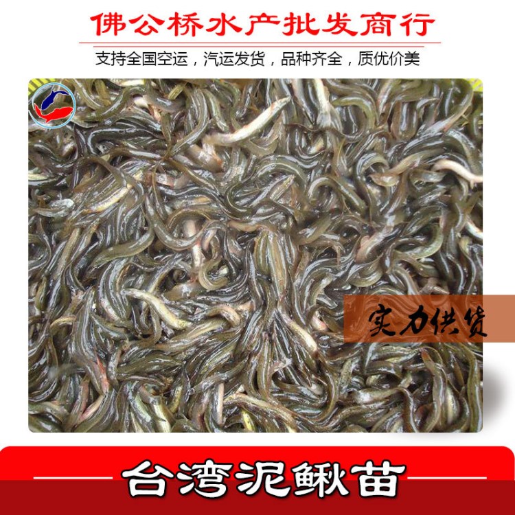 魚苗活體 臺灣泥鰍 種苗養(yǎng)殖 大泥鰍苗 放生魚苗 水花 寸苗批發(fā)