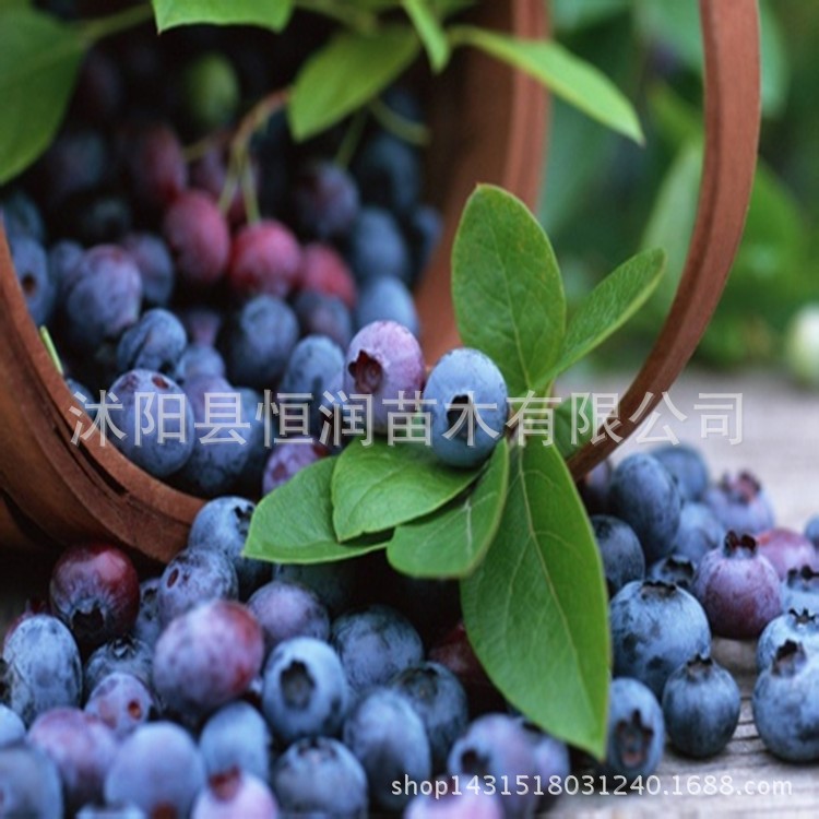 批發果樹苗 藍莓樹苗 南方北方果樹 盆栽果樹藍莓盆栽 當年結果