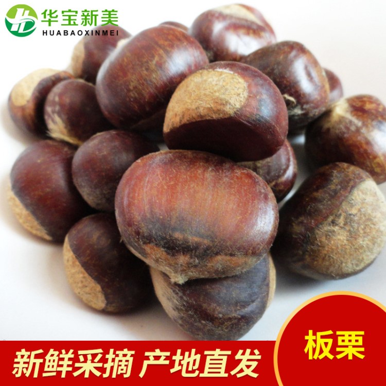 遷西板栗 糖炒板栗店 全年批發(fā)栗子 新鮮栗子 一件起發(fā)