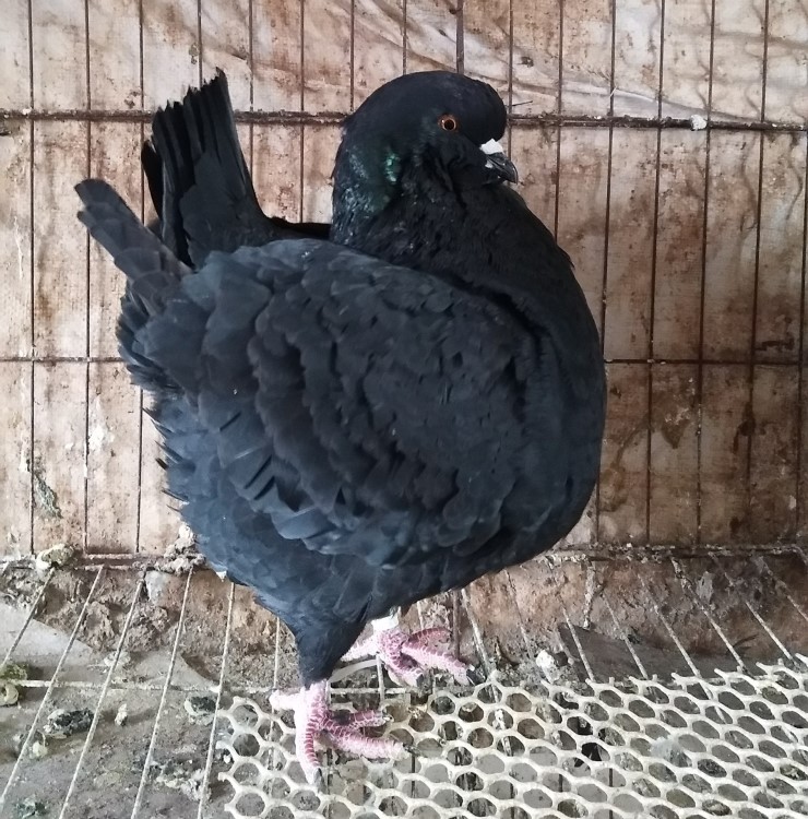 落地種鴿回去下蛋的錢一對 瓦灰色落地鴿肉鴿養殖場